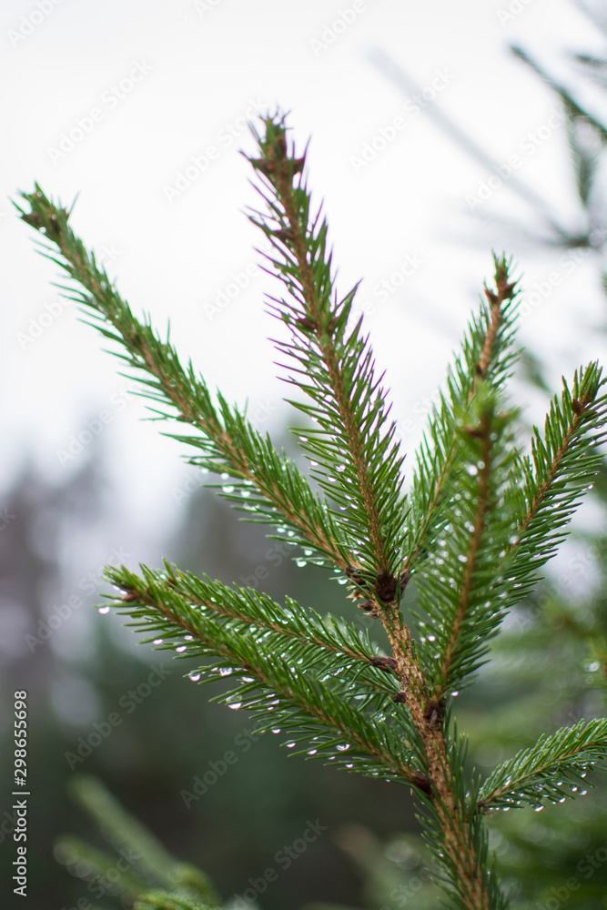 Raindrops on the needles of the spruce branches Raindrops on the needles of the spruce branches