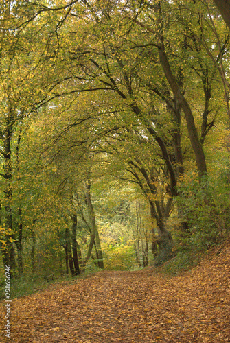 autumn forest way