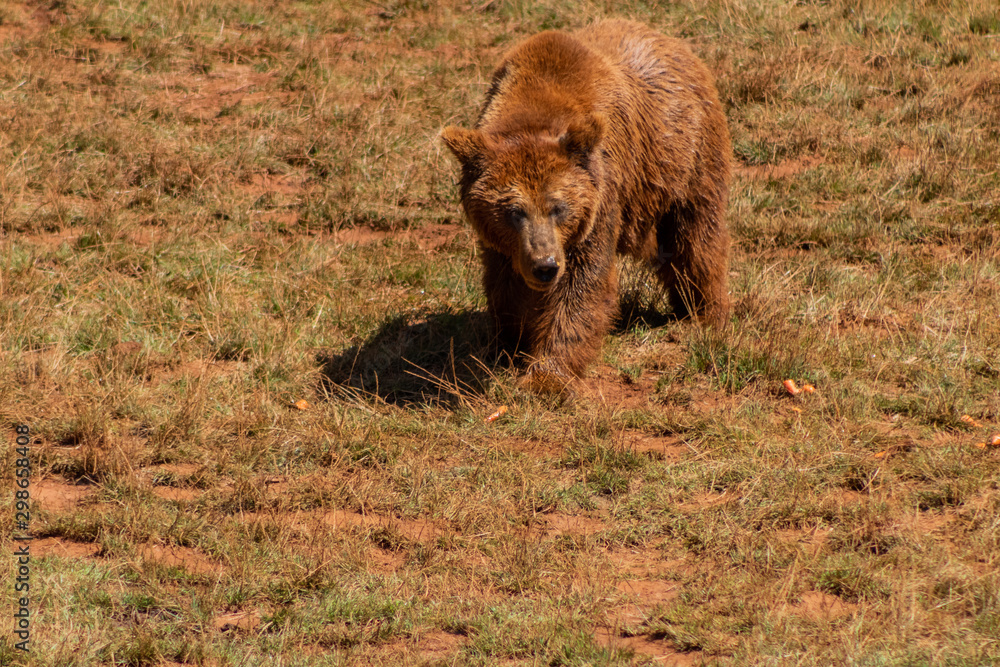 a brown bear walking through a green meadow