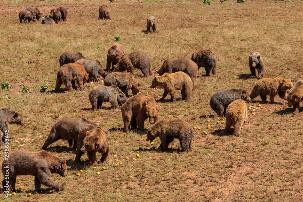 Fototapeta premium a brown bear walking through a green meadow