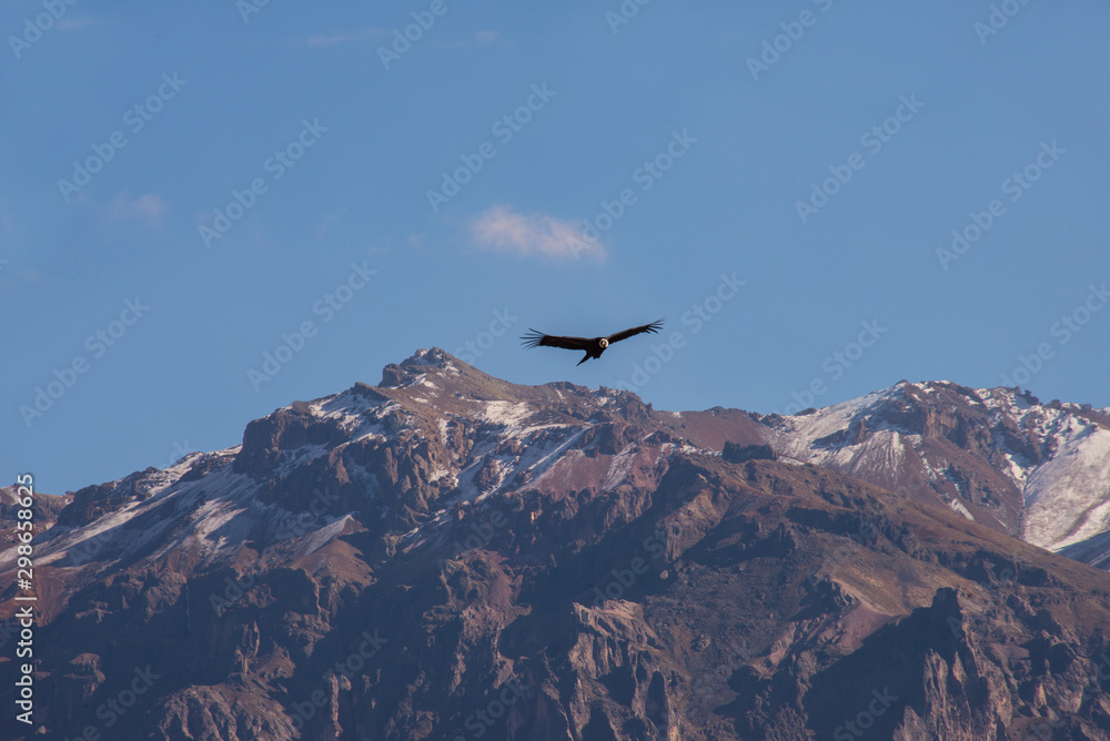 A soaring сondor above the Colca canyon in Peru A soaring сondor above the Colca canyon in Peru
