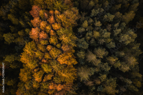 An aerial drone view of a large pine forest