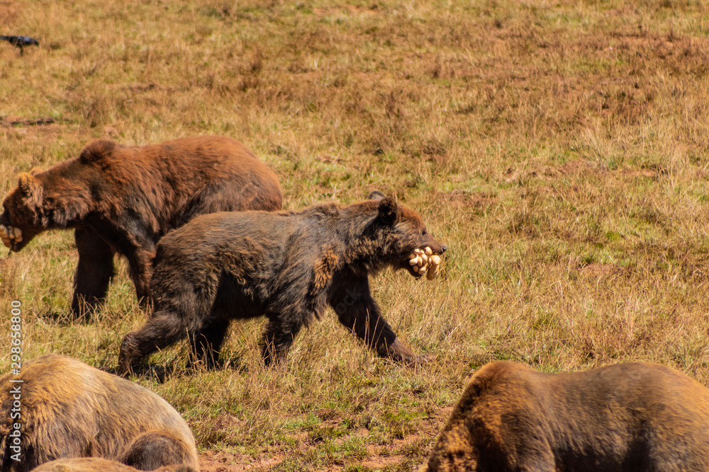 a brown bear walking through a green meadow