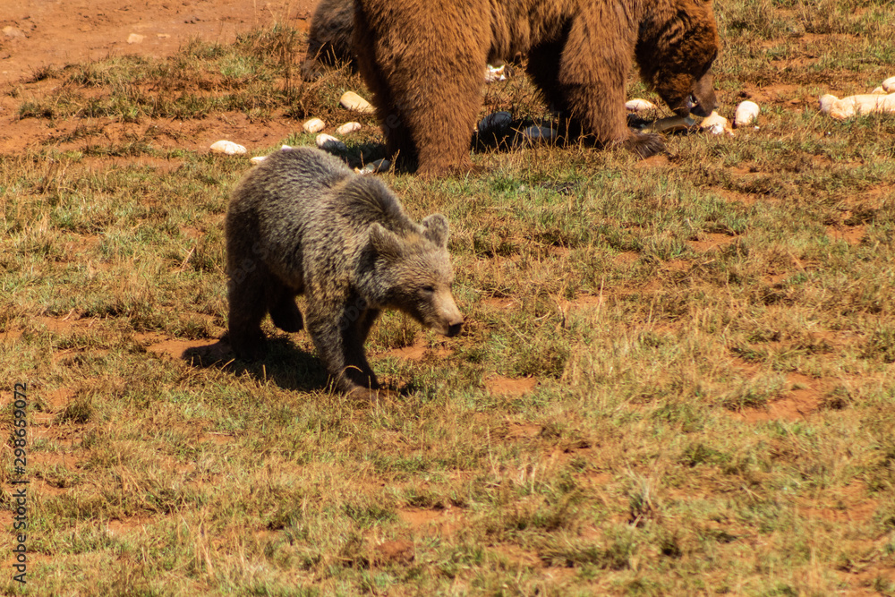 a brown bear walking through a green meadow a brown bear walking through a green meadow