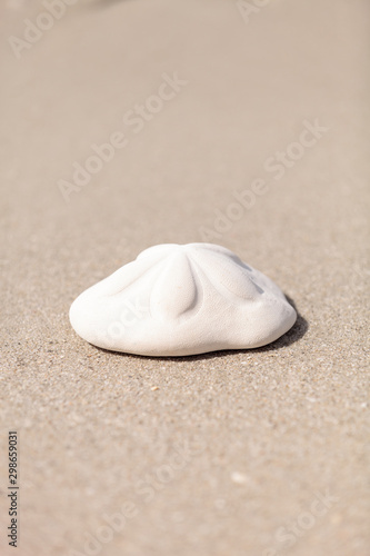 Sea biscuit Clypeaster rosaceus urchin on the sand photo