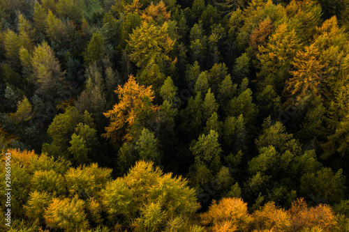 An aerial drone view of a large pine forest