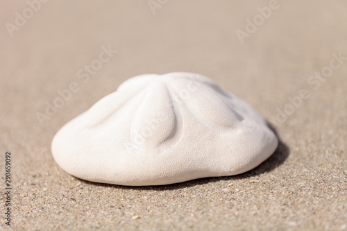 Sea biscuit Clypeaster rosaceus urchin on the sand photo