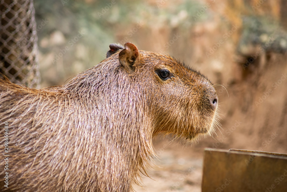 capybara
