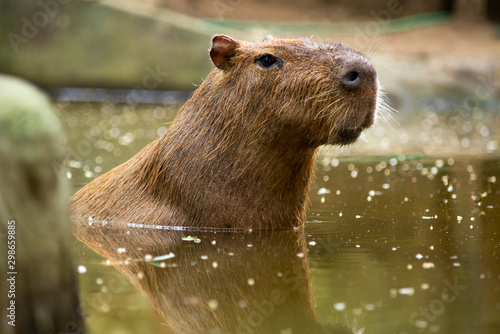 capybara