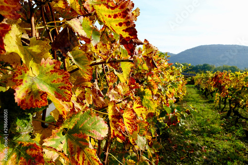 VIGNES AUTOMNE ARDECHE 1