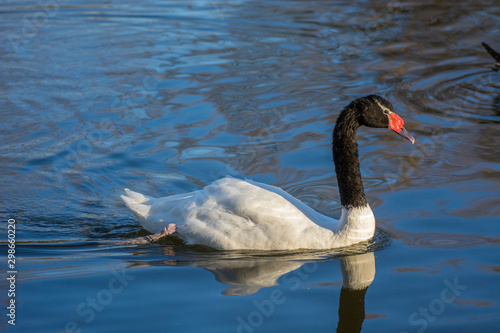 Swan 17