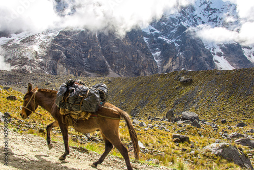 Horses with a load are going to the foot of Mount Salkantay  Peru 