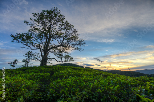 Couché de soleil sur une plantation de thé à Ella Sri Lanka