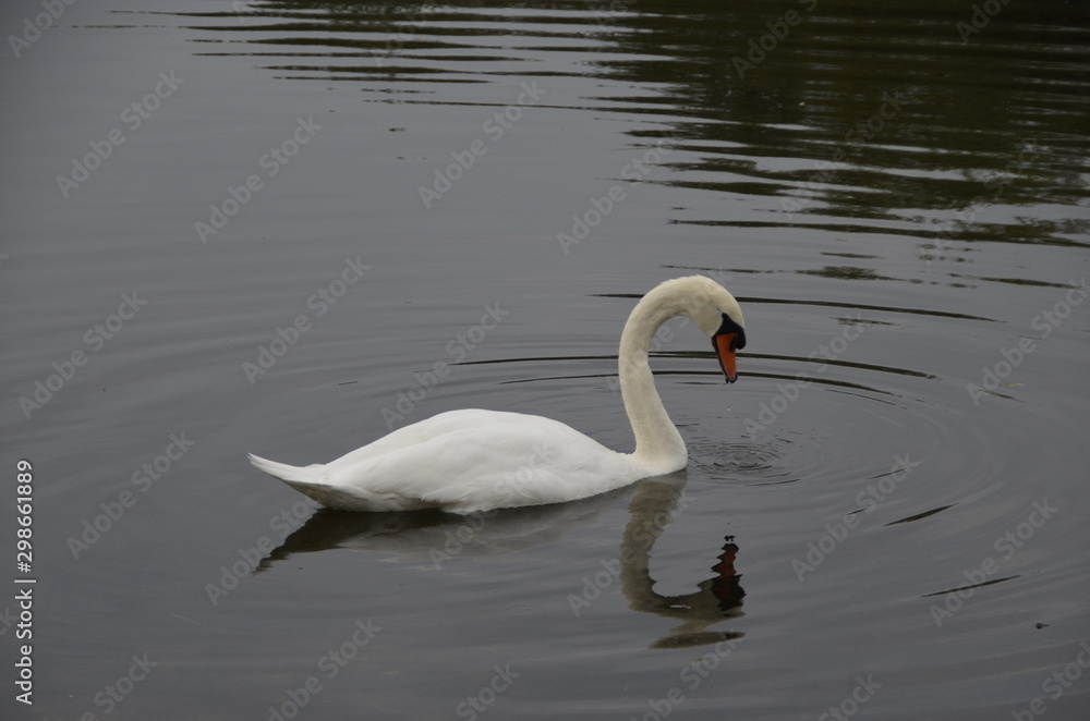 Jolie cygne et son reflet dans l'eau miroir Jolie cygne et son reflet dans l'eau miroir