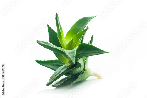 Aloe vera plant isolated on white background photo