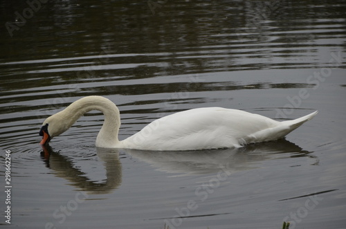 Coeur de cygne