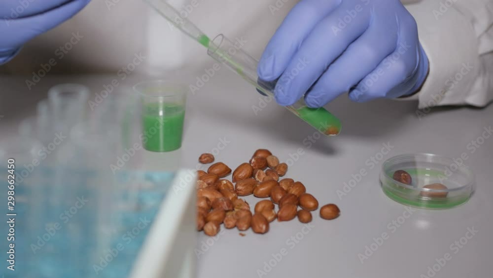 Video Stock Research of GMO peanut in the laboratory. Doctor is
