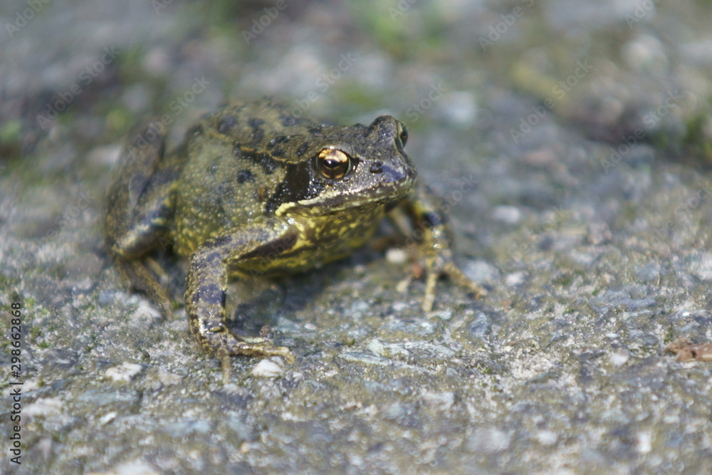 Obraz premium Frog in Garden 1