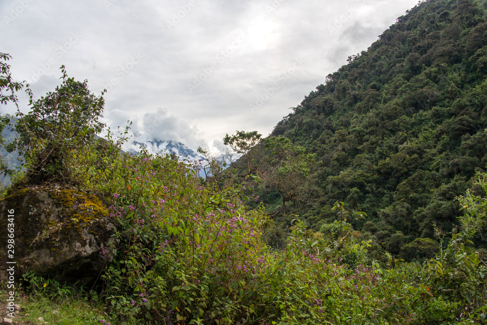 Сloud forest and tropical jungle around Chaullay in Peru (Salkantay trek)