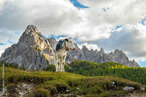 schwarz weiße Kuh vor Alpenpanorama