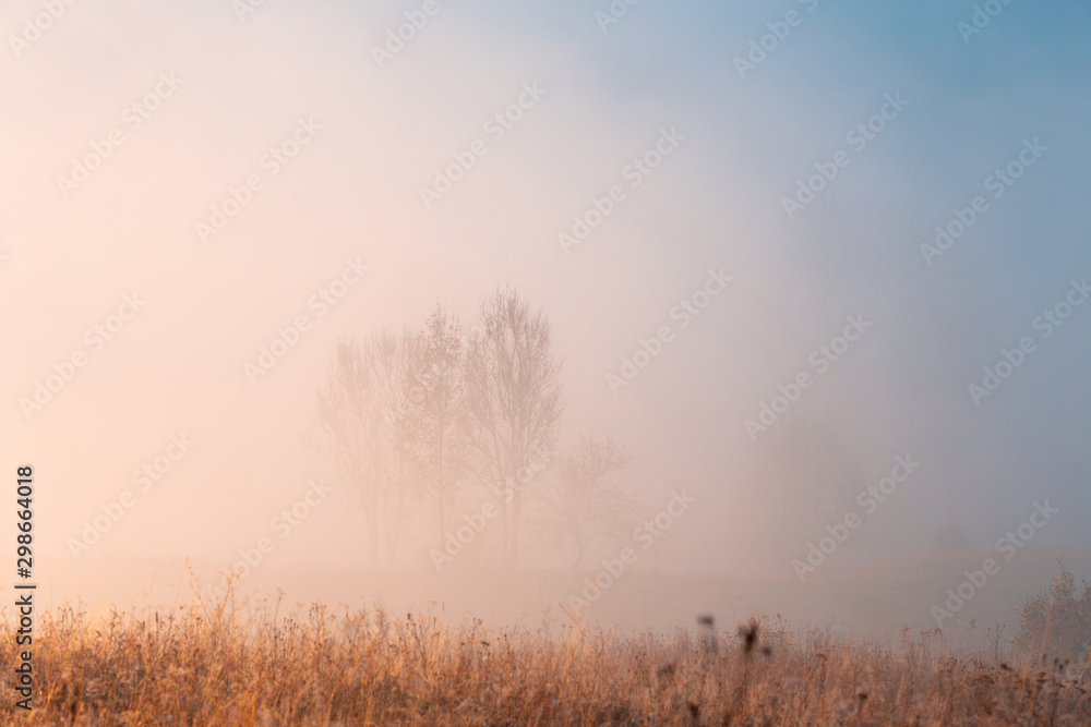 Beautiful autumn misty sunrise landscape. Foggy morning at scenic  meadow with high dry grass and trees through the dense fog.