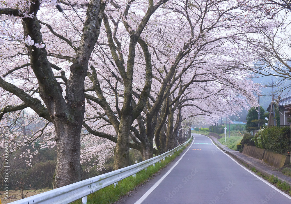 Fototapeta premium 桜の並木道