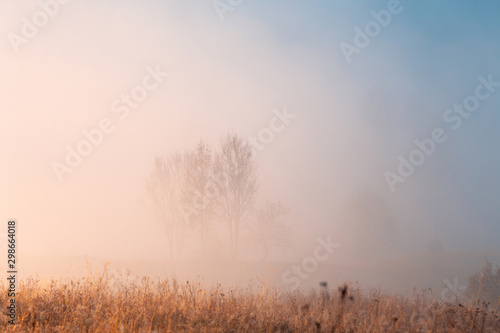 Beautiful autumn misty sunrise landscape. Foggy morning at scenic meadow with high dry grass and trees through the dense fog.