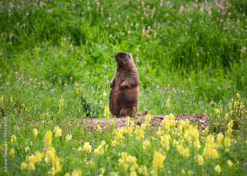 Fototapeta premium Marmot in a meadow in the steppe