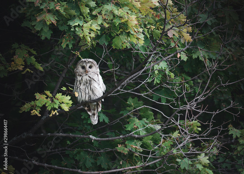Obraz na płótnie Beautiful Tawny Owls (Strix aluco) on tree in forest w salonie