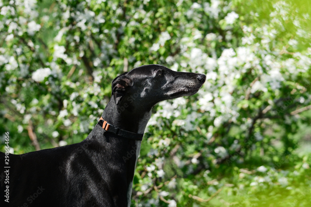 Portrait of a greyhound in spring flowers. in artistic processing.