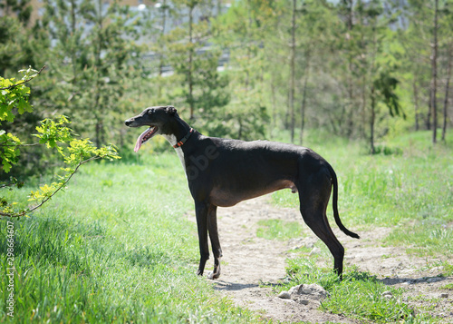 Black greyhound stand in spring forest. Side view