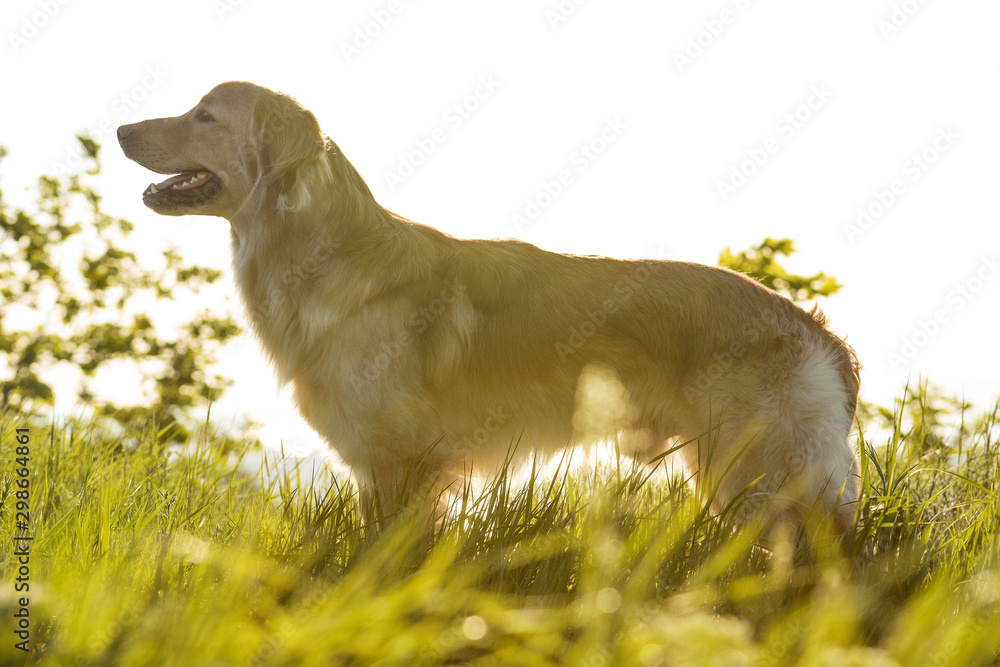 Hovawart dog standing in sun in spring morning. Side view