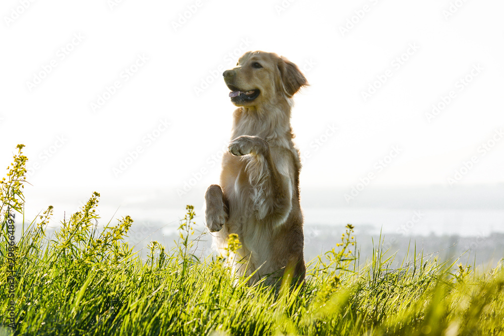 The dog hovawart breed performs tricks. The funny dog stands on its hind legs.