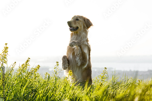 The dog hovawart breed performs tricks. The funny dog stands on its hind legs.