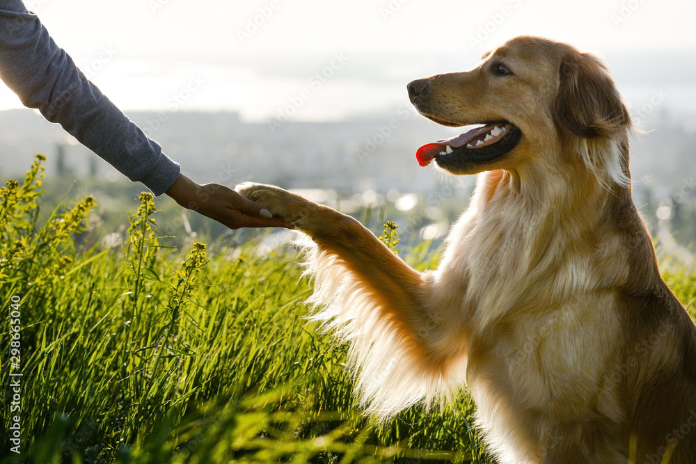 A hovawart dog gives a paw to a person in nature. The friendship of man and dog.