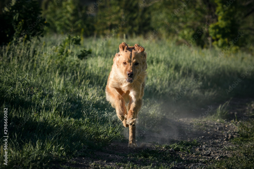 Hovawart dog runs in forest in artistic processing. Front view.