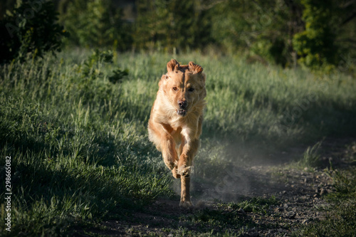 Obraz na płótnie Hovawart dog runs in forest in artistic processing. Front view. w salonie