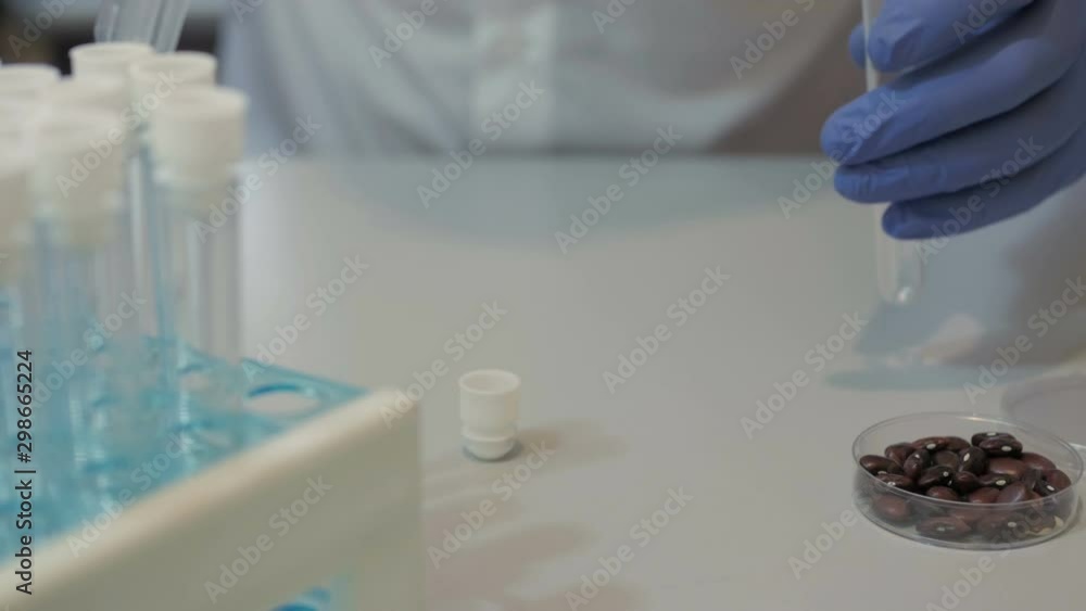 Food scientist doing an experiment with beans at the university. Doctor researcher carrying out scientific research in a lab. analysis, dna, bio, microbiology, augmented reality, biochemistry, immersi Food scientist doing an experiment with beans at the university. Doctor researcher carrying out scientific research in a lab. analysis, dna, bio, microbiology, augmented reality, biochemistry, immersi