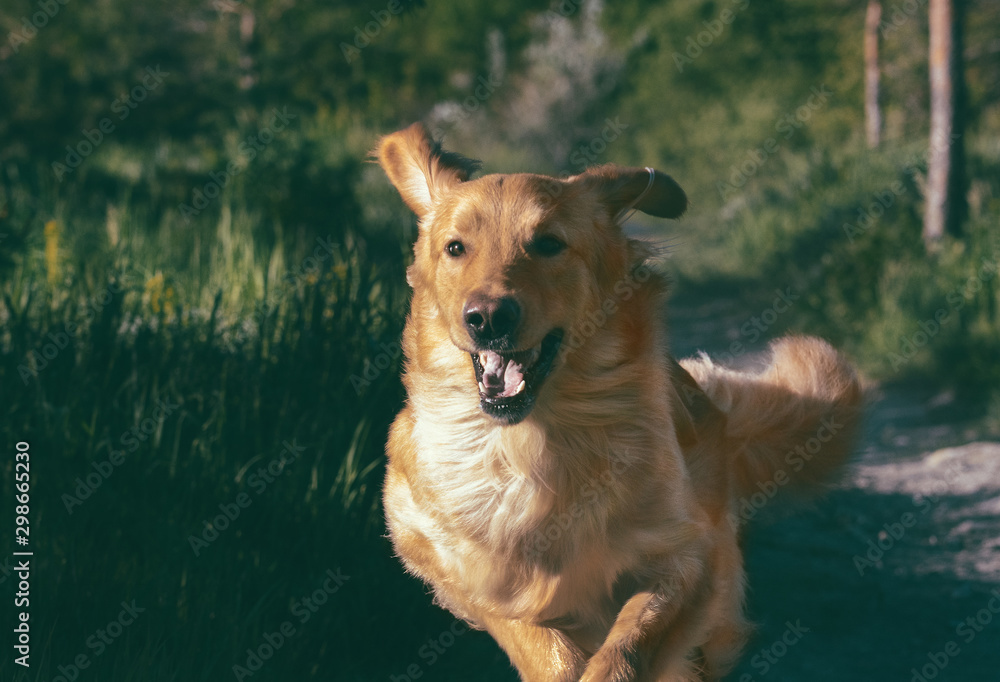 Portrait of a dog hovawart runs in forest. Front view