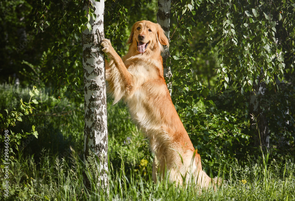 The dog hovawart breed performs tricks. The funny dog stands on its hind legs.