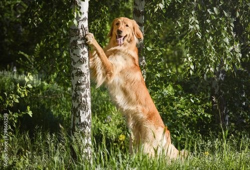 Obraz na płótnie The dog hovawart breed performs tricks. The funny dog stands on its hind legs. w salonie