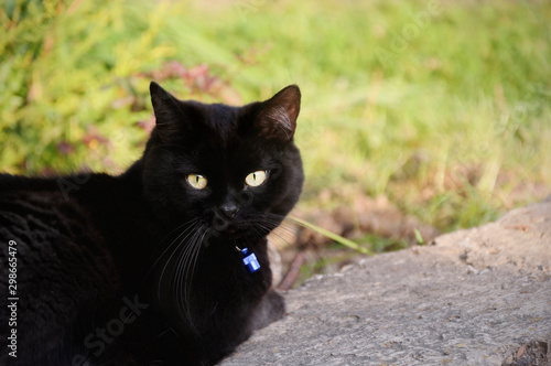 black cat on nature background