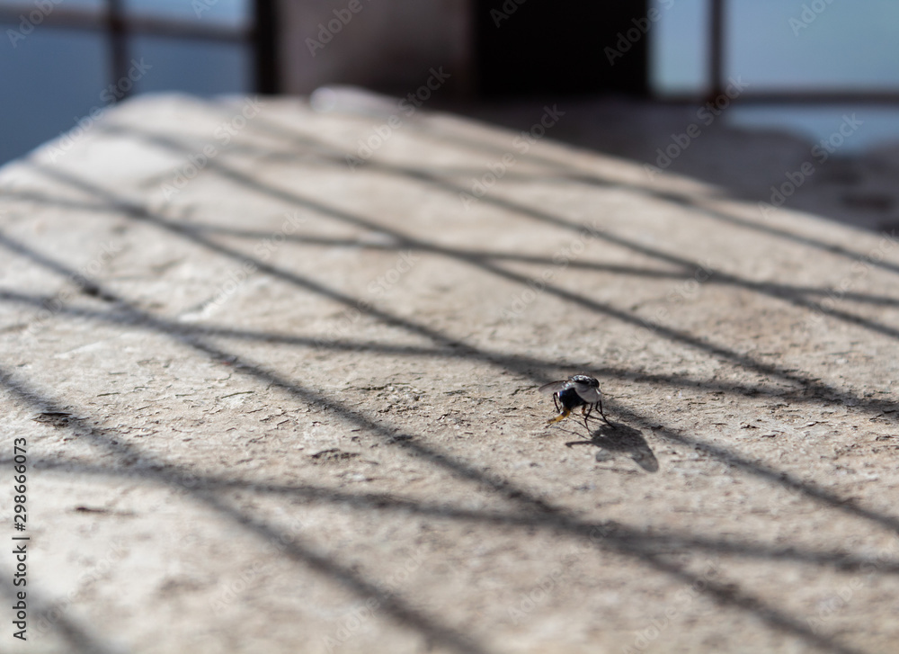 Obraz premium A fly sitting on a concrete bench with bright sun light filtering through the wired fence. Morning motivation concept