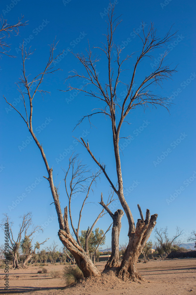 trees died of drought in a dry climate