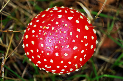 top of a fly agaric photo