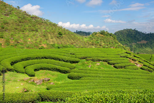 Green tea terrace fields in Moc Chau, Northwest of Vietnam 