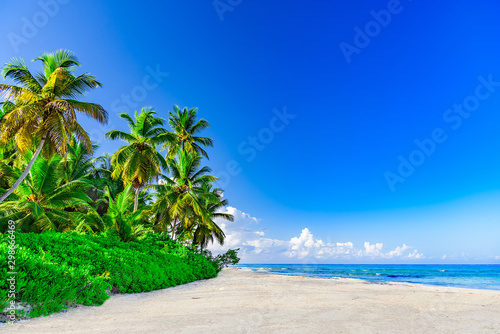 Fototapeta Naklejka Na Ścianę i Meble -  palm tree against blue sky