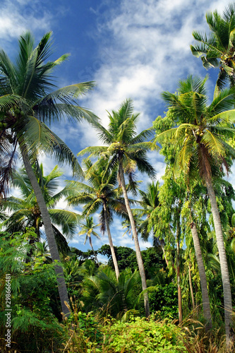 Fiji Palmen Yasawa Isl., Palmenwald