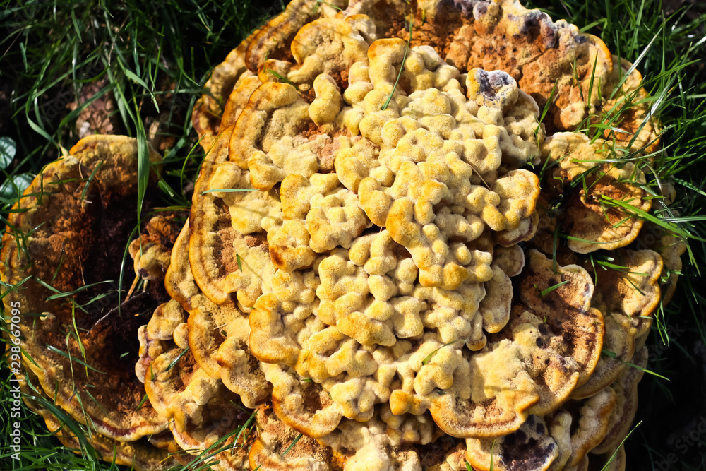 Top view close up of velvet-top fungus or dyer´s polypore (phaelus spadiceus or schweinitzii) in autumn. Fruiting bodies incorporate grass blades - Germany Top view close up of velvet-top fungus or dyer´s polypore (phaelus spadiceus or schweinitzii) in autumn. Fruiting bodies incorporate grass blades - Germany