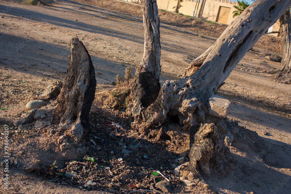 trees died of drought in a dry climate